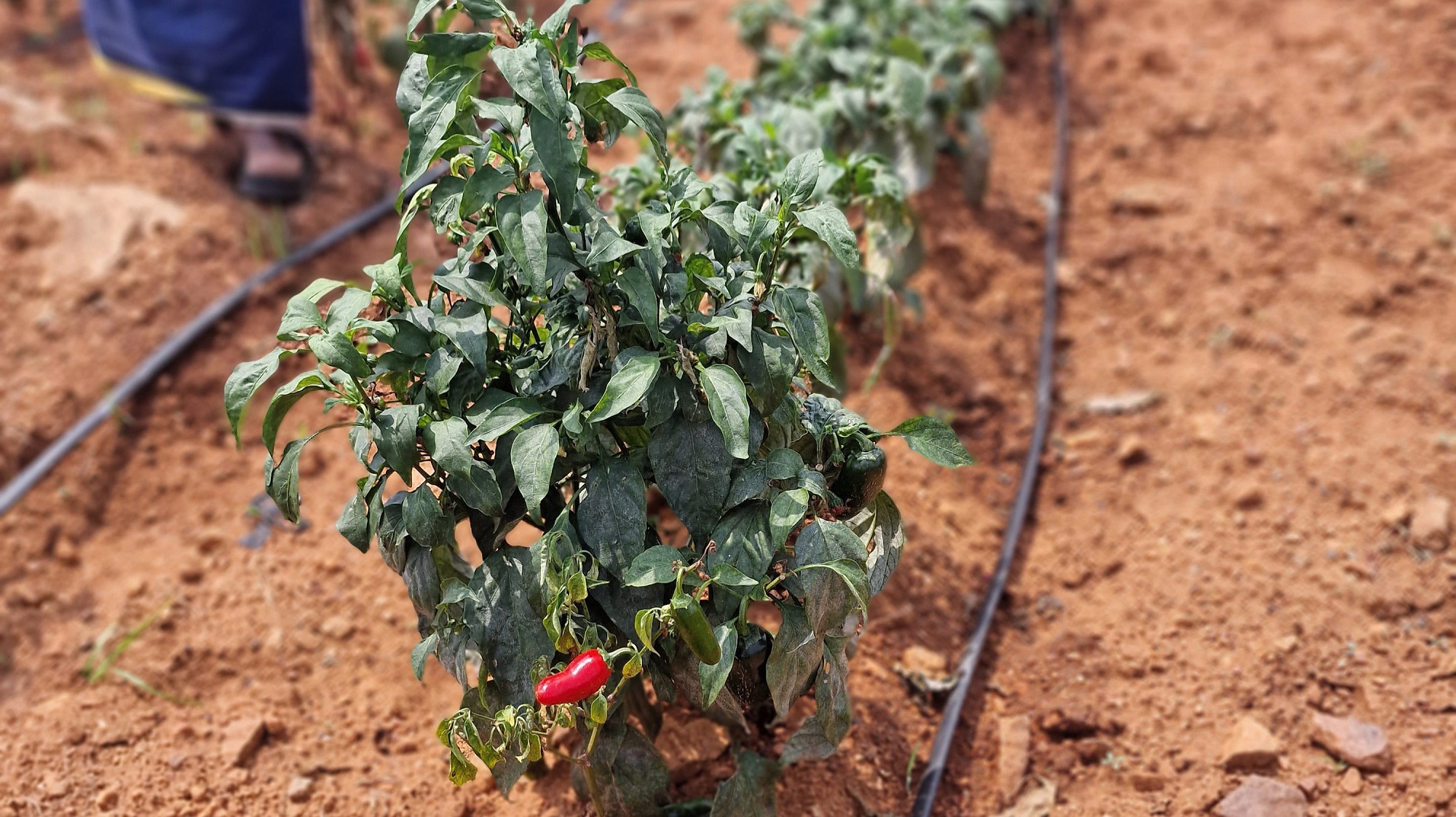 Micro irrigation saves the humus layer, stores carbon dioxide and thus stops climate change